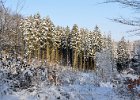 vinter gråsten skov 5.jpg